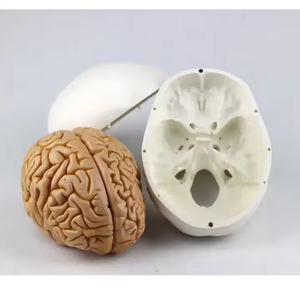 医学人間の成人サイズの解剖学モデル8部頭蓋骨モデル人間の脳モデルデモンストレーション教材 - Product Image 3