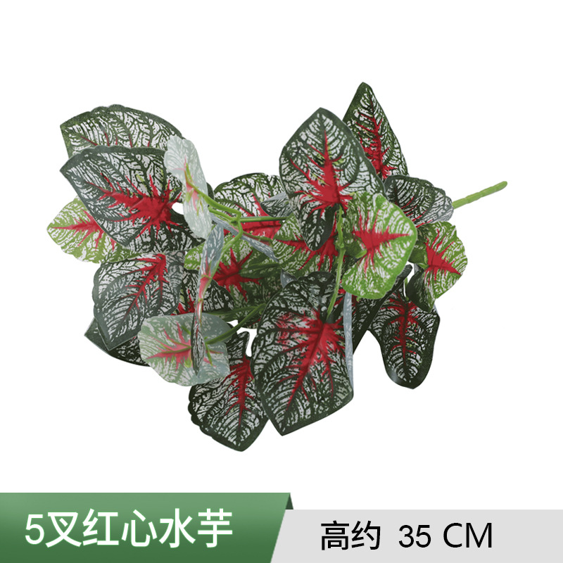 Feuilles de taro rouge à 7 fourches