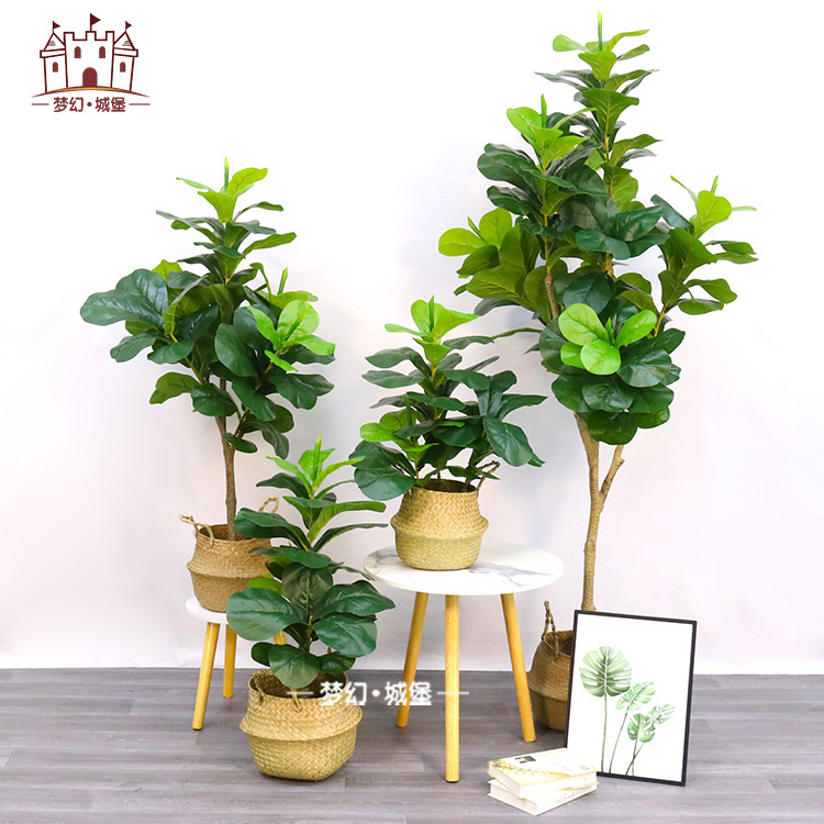 Ficus fragrans sur mesure 200CM