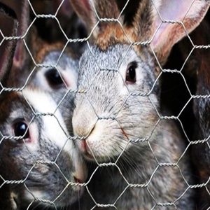 Factory Supply Mini Hole Customized PVC Coated <strong>Hexagonal</strong> Wire Mesh <strong>Netting</strong> for <strong>Small</strong> Animal - Product Image 2