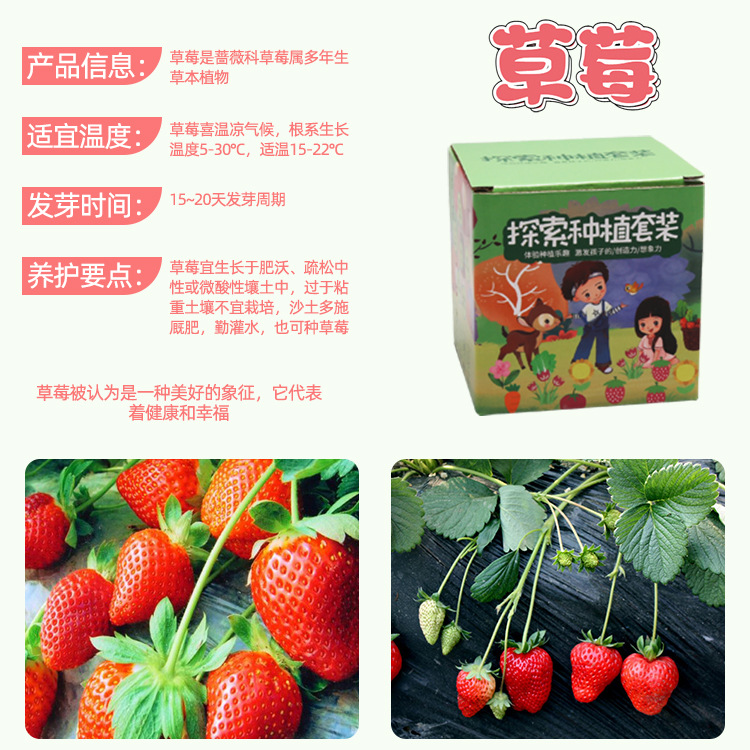 Kit de plantation de fraises