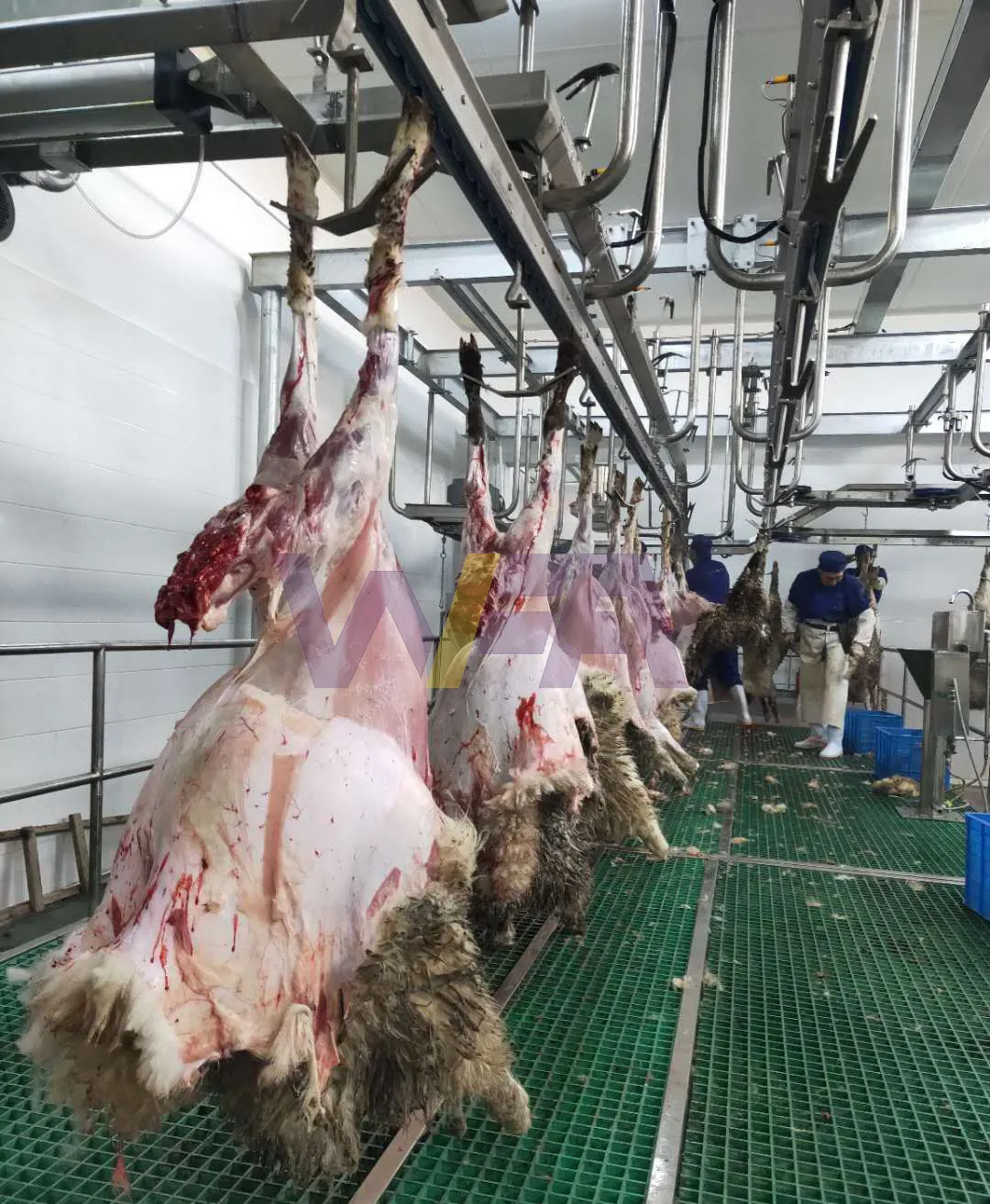 Hoàn Chỉnh Cừu Slaughterhouse Cho Cừu Slaughtering Thiết Bị Tự Động Halal Dê Abattoir Máy