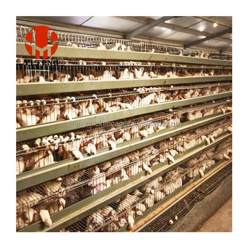 Otomatik kümes hayvancılığı Modern döken sistemi A tipi yumurta tavuk tabakası pil kafesi