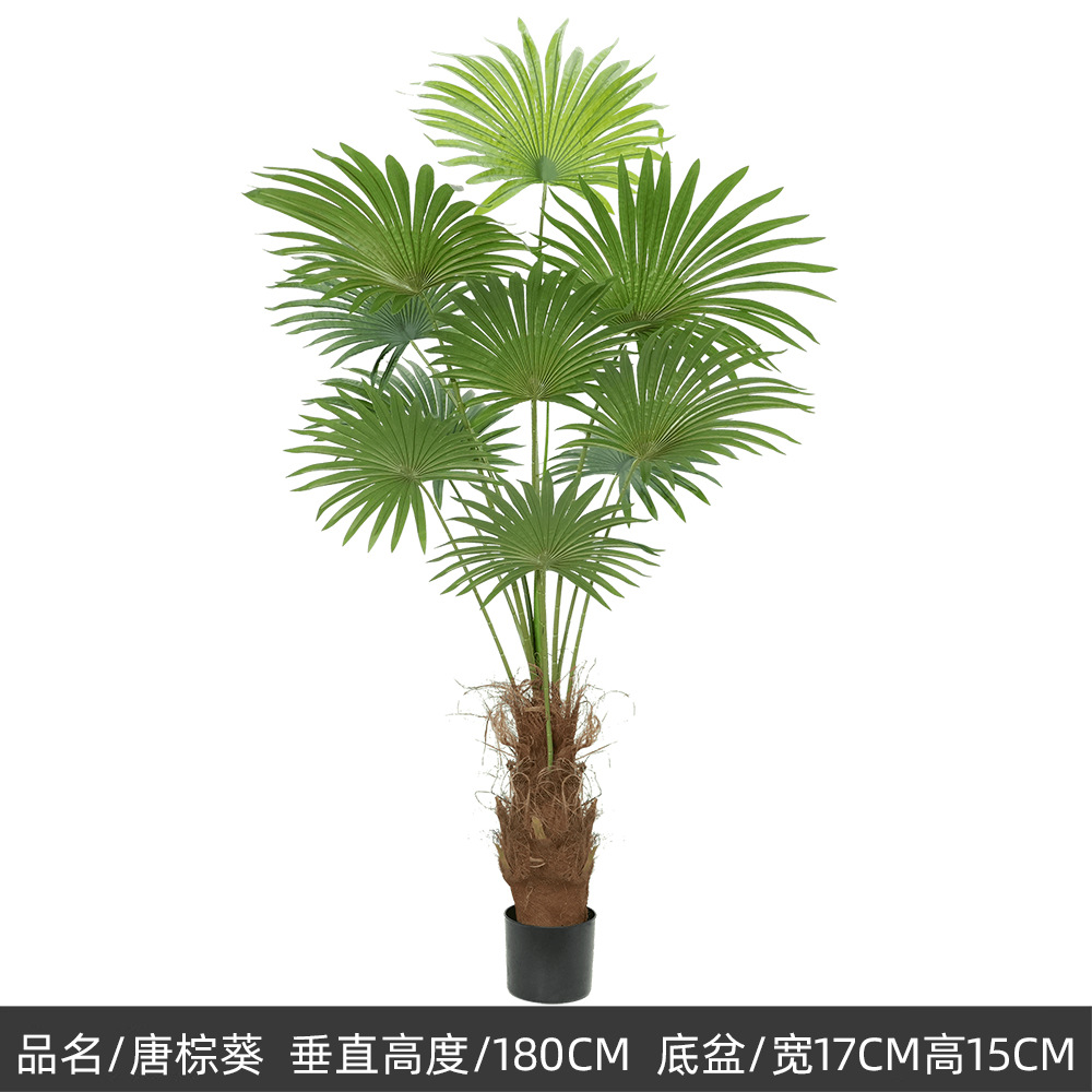 180cm tang marrón quince