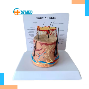 En çok satan anatomik PVC cilt modeli insan yapısı tıbbi bilim eğitim ve öğretim aracı - Product Image 1