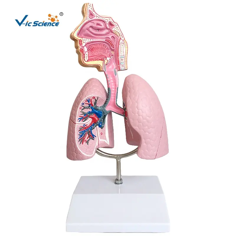 医学教材モデル人体臓器解剖学的呼吸器系教育モデル
