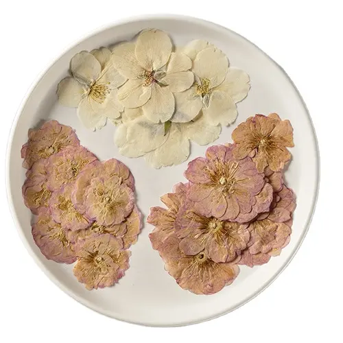 Sakura kiraz çiçekleri kart yapımı malzemeleri reçine takı doğal bitki gerçek preslenmiş kurutulmuş çiçek
