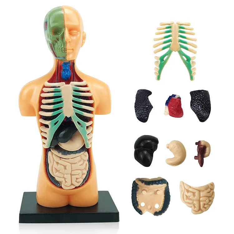 Modello di simulazione di organo umano educazione medica anatomico doppio sesso del busto umano modello di anatomia del corpo educativo per il corpo umano