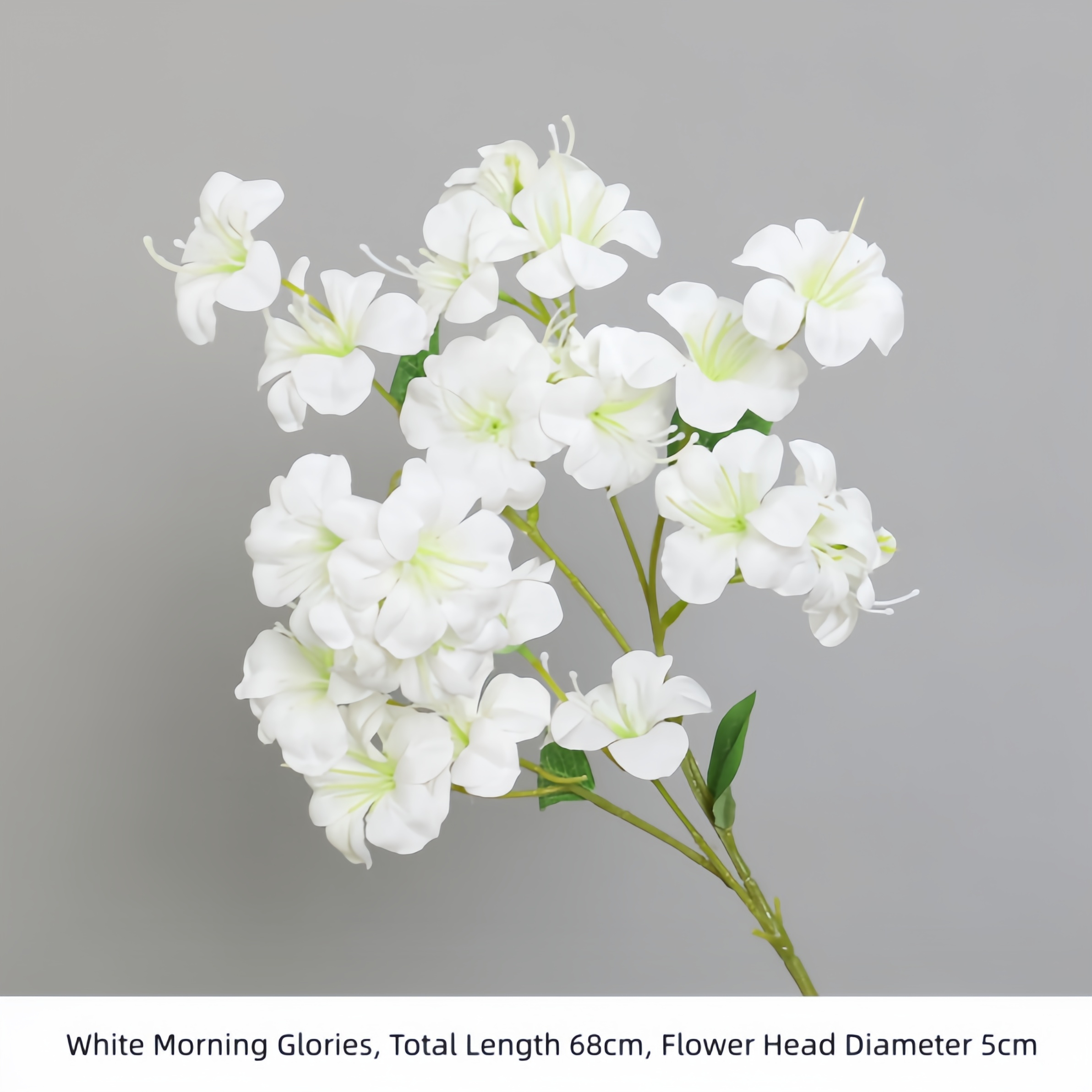 White Morning Glories