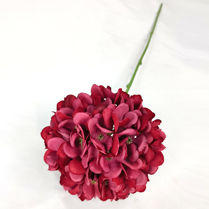 Rose garance