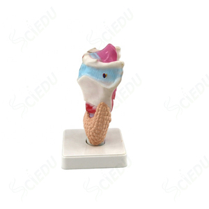 3-part Functional <strong>Larynx</strong> Model Medical Human Anatomical <strong>Larynx</strong> Model - Product Image 6