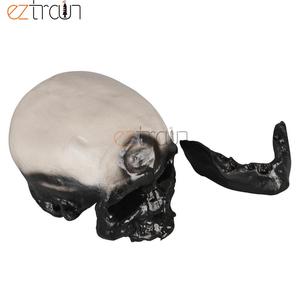 GelsonLab <strong>Human</strong> Skull Model of 8 Kinds Apeman - Product Image 5