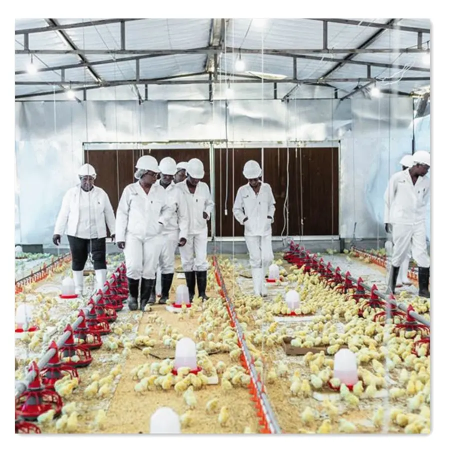 Conception moderne de ferme de volaille équipement de ferme de volaille automatique ferme de poulet nouveau produit 2020 fourni