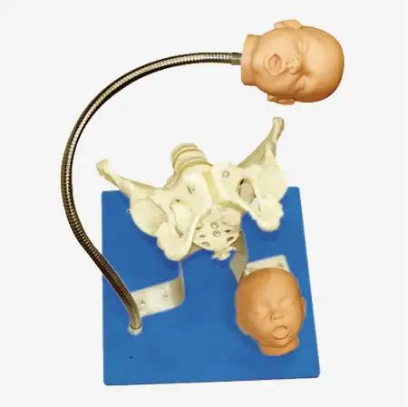 Pelvis ile Fetal kafaları modeli, göstermek için doğumu süreci, pozisyon ilişki en fetus ve pelvis sırasında teslimat