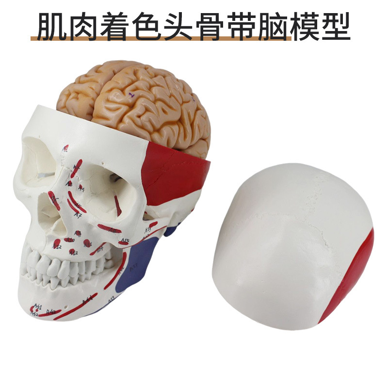 Appareil squelettique de pigmentation musculaire
