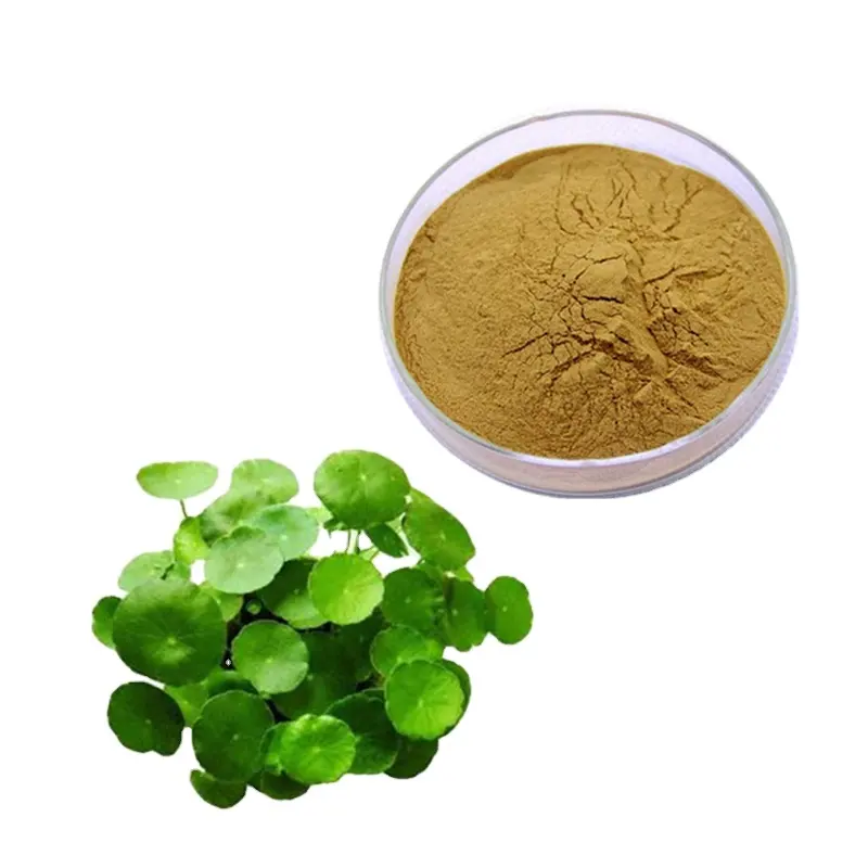 100% solubile in acqua 10:1 Herba Lysimachiae Jin Qian Cao estratto moneta d'oro estratto di erba