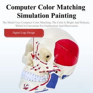Didactic Life-Size <strong>3</strong>-Part Colored <strong>Human</strong> Skull Model Anatomical Medical Science Skeleton Removable Skull Colorful Illustration