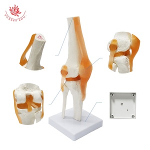 İnsan diz eklem modeli FRT029 Deluxe fonksiyonel bağlar tıbbi bilim insan anatomik modeli dahil - Product Image 4