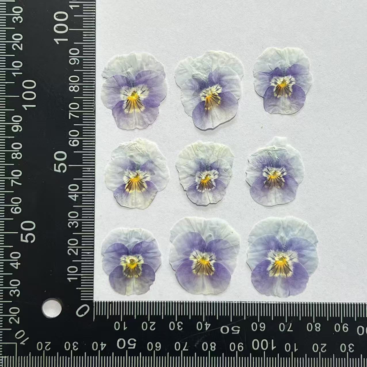 Pansy pansy flor cara luz púrpura