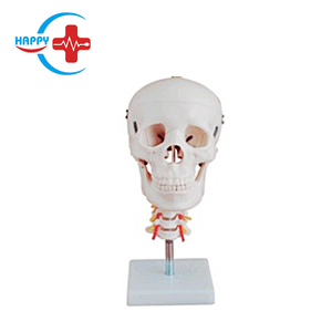 HC-S209 İnsan kafatası modeli ile servikal vertebra ve vertebral arter spinal sinirler/tıbbi öğretim kafatası modeli - Product Image 2