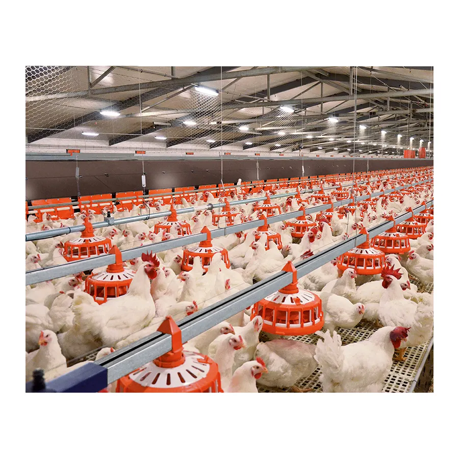 Sistema di alimentazione del pollo automatico PP alimentazione Pan pollaio attrezzature per l'irrigazione di pollo alimentazione e linea per bere