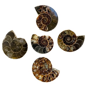 Fósil de conchas de amonita Natural para colección de decoración, gran oferta - Product Image 1
