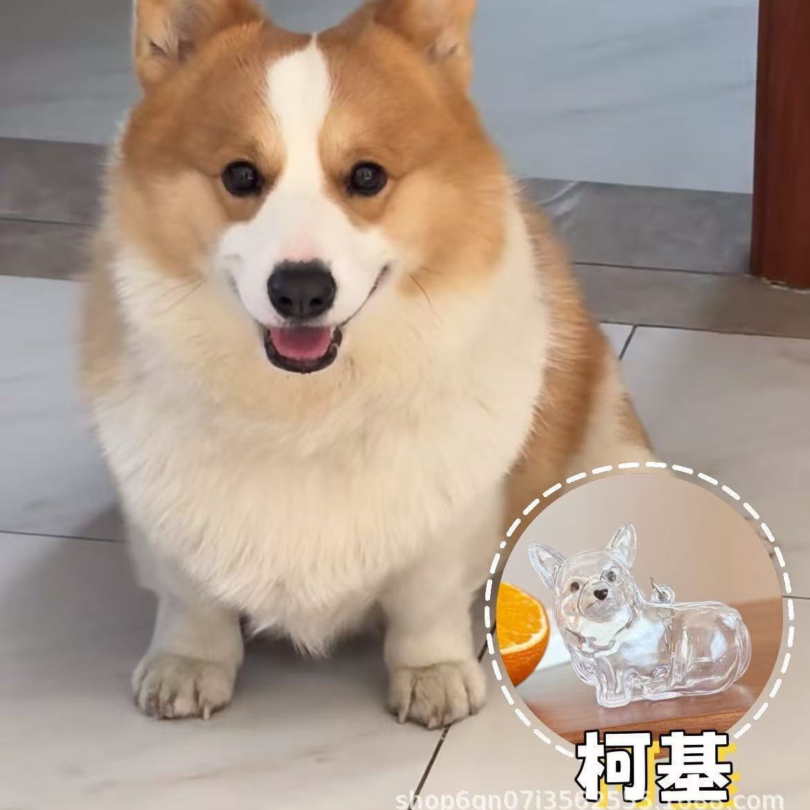 Aumentar sin lugar para corgi