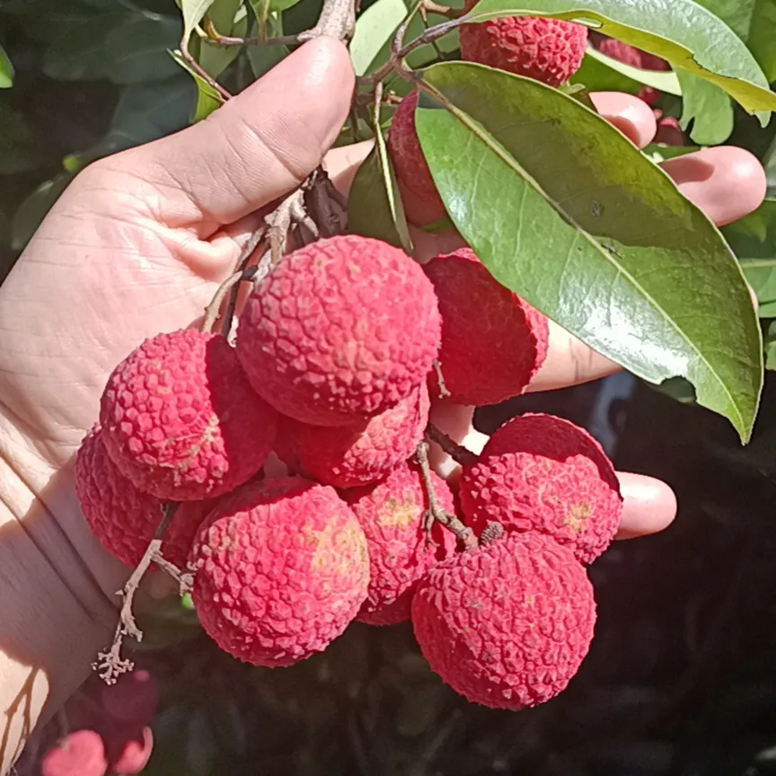 Fruta de lychee fresca de china, fruta de exportación