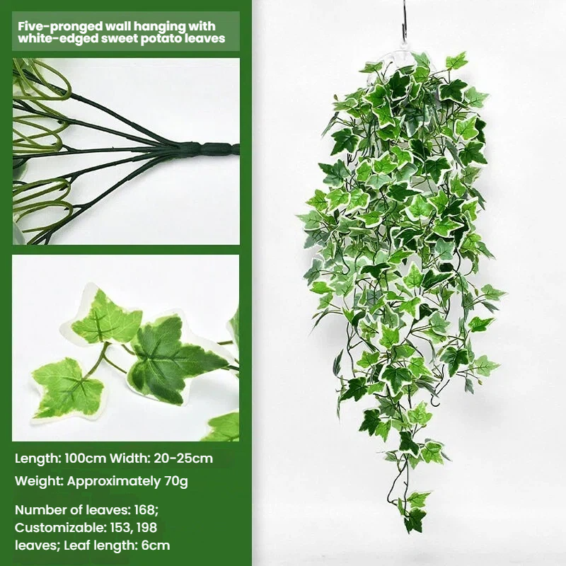 White-edged sweet potato leaves