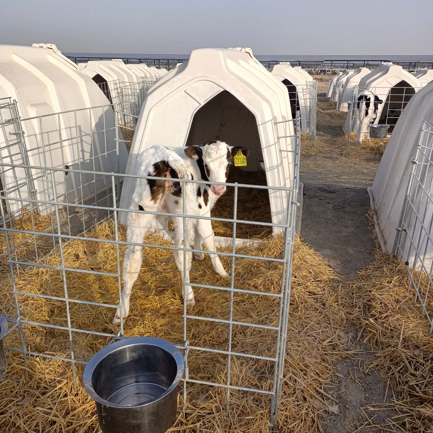 Casa di vitello in plastica grande spazio aperto porta d'ingresso circolazione aria spazio porta anteriore gabbie per mucche casa del bestiame
