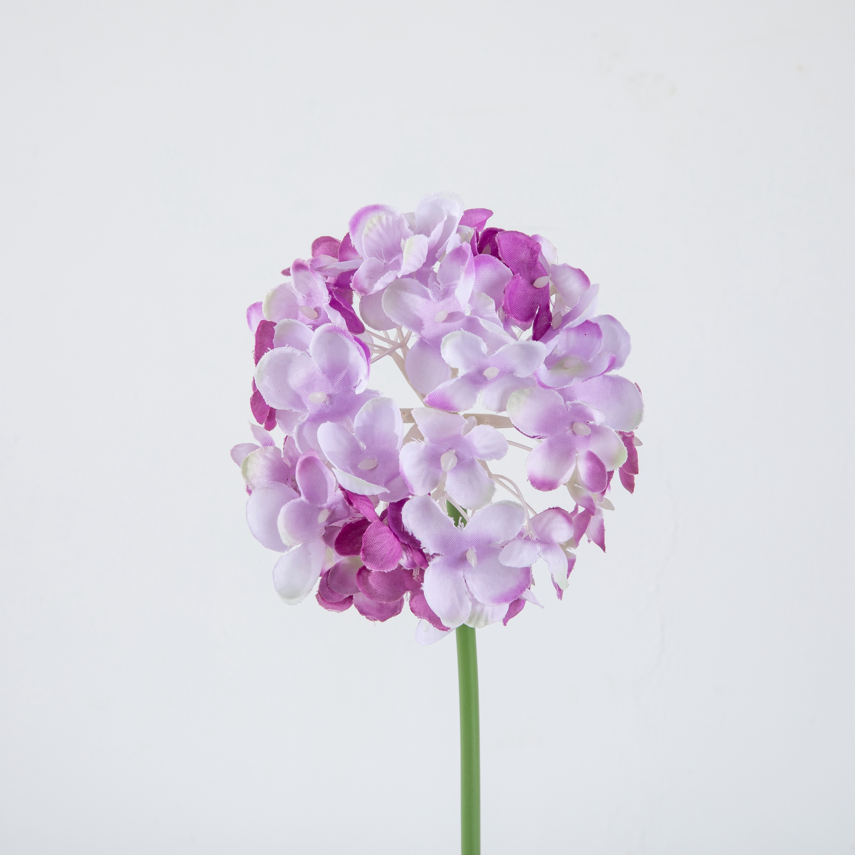 Pourpre