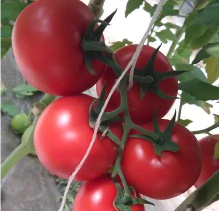 Семена красных томатов