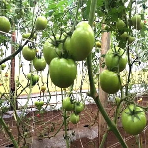 PP押し出しプラスチックキュウリクライミングネットトレリスメッシュネット野菜および果物植物用サポートネット - Product Image 4