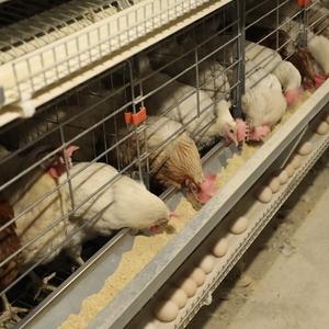 Büyük yumurta döşeme işlemleri için fabrika toptan H tipi katman pil tavuk kafesi - Product Image 6