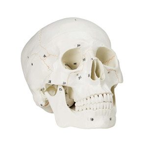 <strong>Human</strong> Skull-<strong>3</strong> Part Life Size <strong>Human</strong> Skull Hand Painted Numbering Skeleton Medical Science Anatomy Skeleton Bone Model