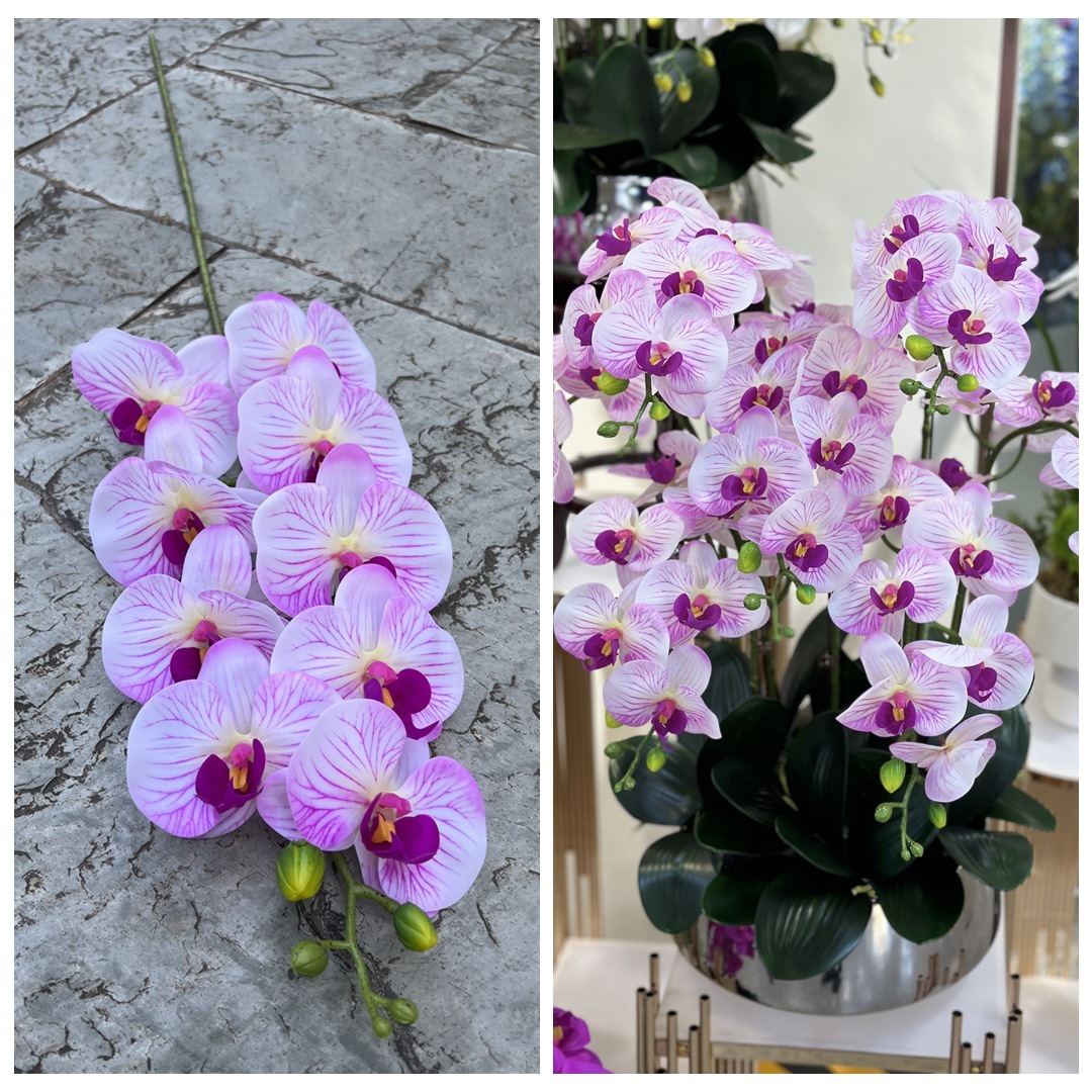 Blanco morado