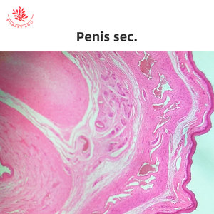 Von Menschen vorbereitete Histologie-Objektträger Hoden und Epidymis & Penis 6-teiliges Set - Product Image 4