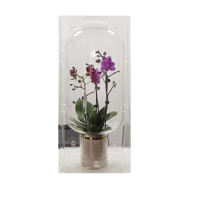 transparent