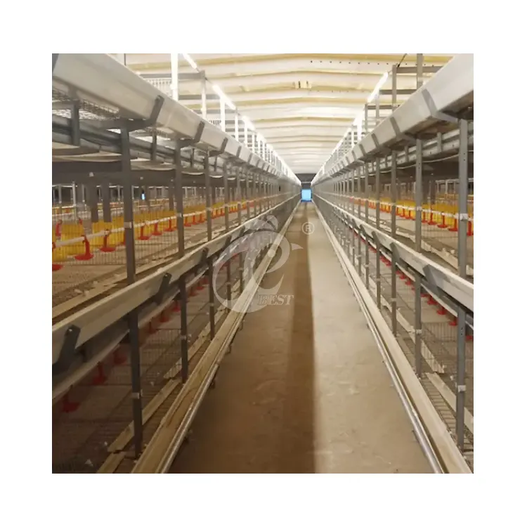 H Frame Automatic Chicken Broiler Cage System For Broiler Commercial Farms