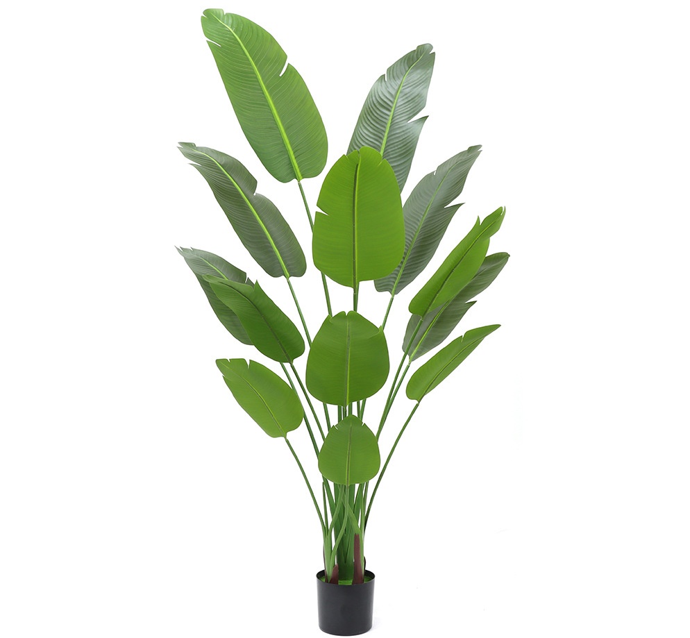 Plantes vertes 1