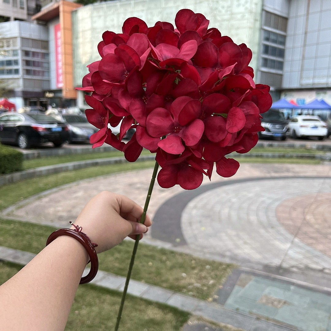 Grand hortensia américain rouge à une seule tête