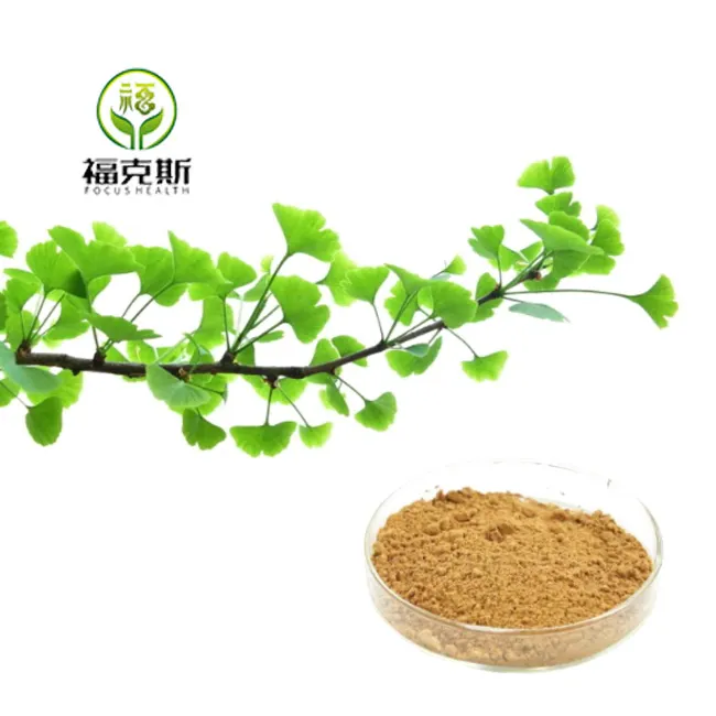Pasokan produsen bubuk ekstrak daun Ginkgo Biloba organik alami massal