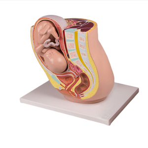 نموذج توجيه كامل للجنين للتعليم الطبي من ADA ونموذج توجيه الجنين المصغر للتدريس والتعلم - Product Image 2