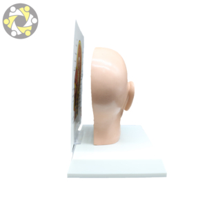 Sectioned Kopf und Gesicht Anatomie Lehre Gehirn Kopf Modell - Product Image 3