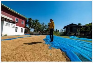 Lưới Sấy Nông Nghiệp Bán Chạy 60ftx60ft 42ftx42ft 29ftx30ft Thái Lan - Product Image 2