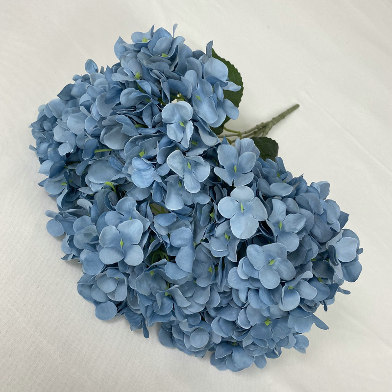 5 Heads France hydrangea