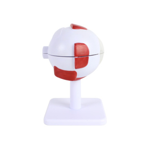 Medical Science 3d <strong>Human</strong> Eye Model 3x 6 Parts Eye Anatomy Model