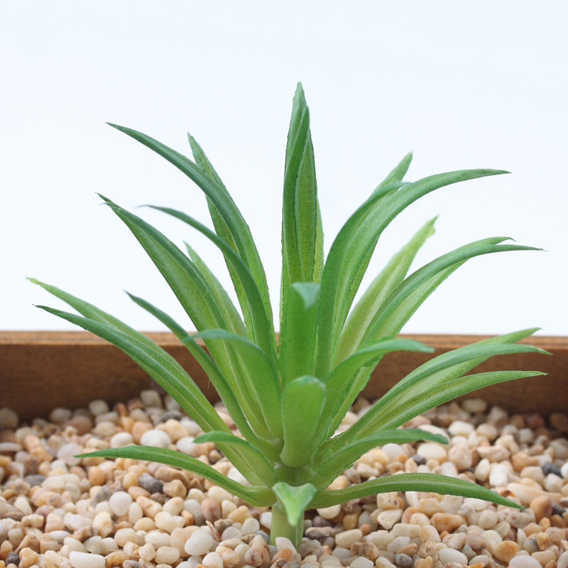 herbe verte à petite épée