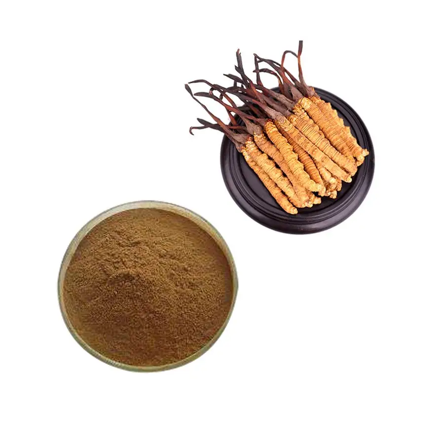 Poudre d'extrait de Cordyceps Mycelium Sinensis en gros 30% Polysaccharides