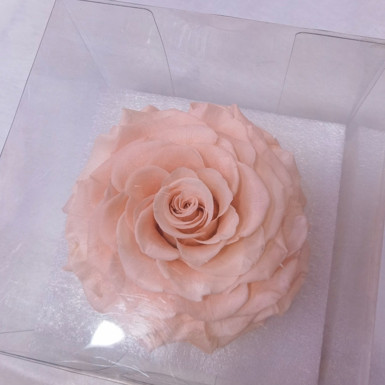 Pink champagne
